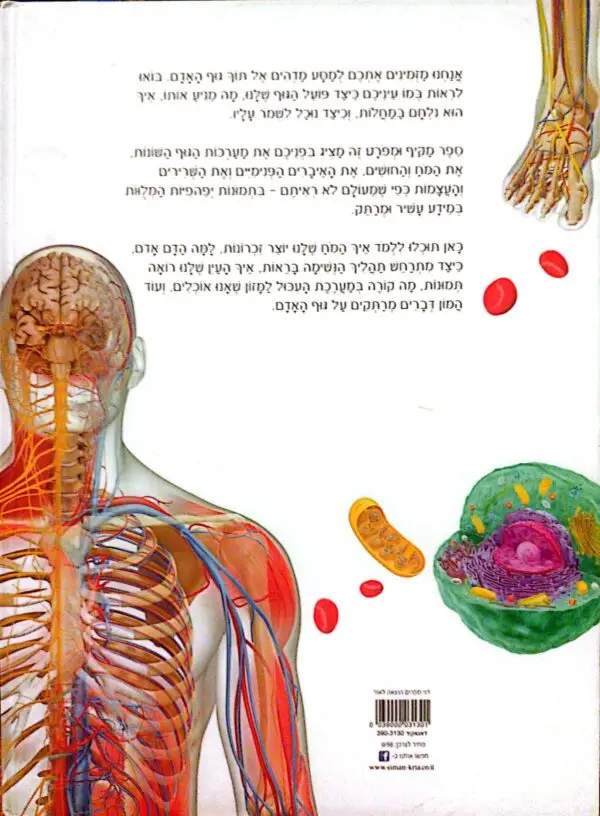 ⁦גוף האדם / סמיליקה סורלה⁩ – תמונה ⁦3⁩