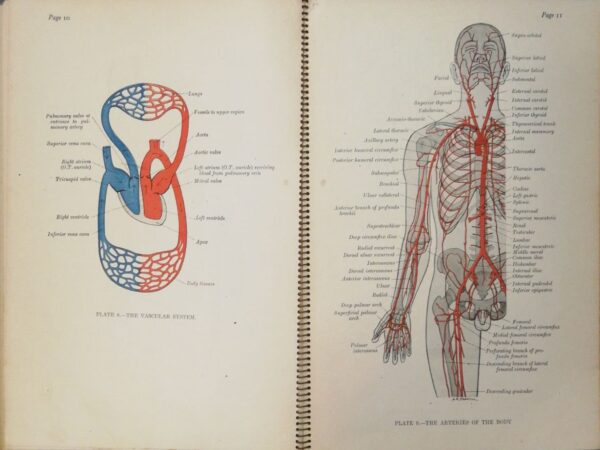 ⁦Faber’s Anatomical Atlas (1941 Edition)⁩ – תמונה ⁦4⁩