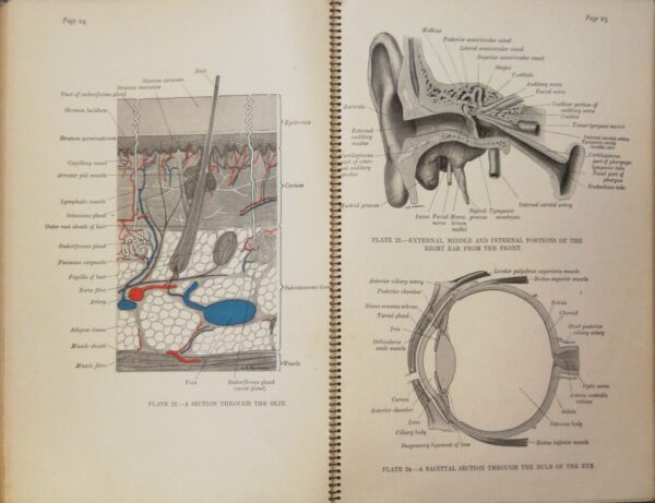 ⁦Faber’s Anatomical Atlas (1941 Edition)⁩ – תמונה ⁦5⁩