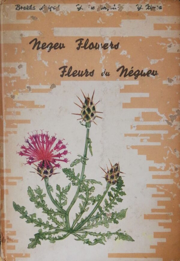 Negev Flowers / Fleurs du Néguev